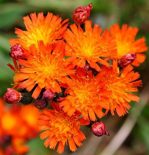 Wildflowers at the Pond Trail, this one is fox and cubs