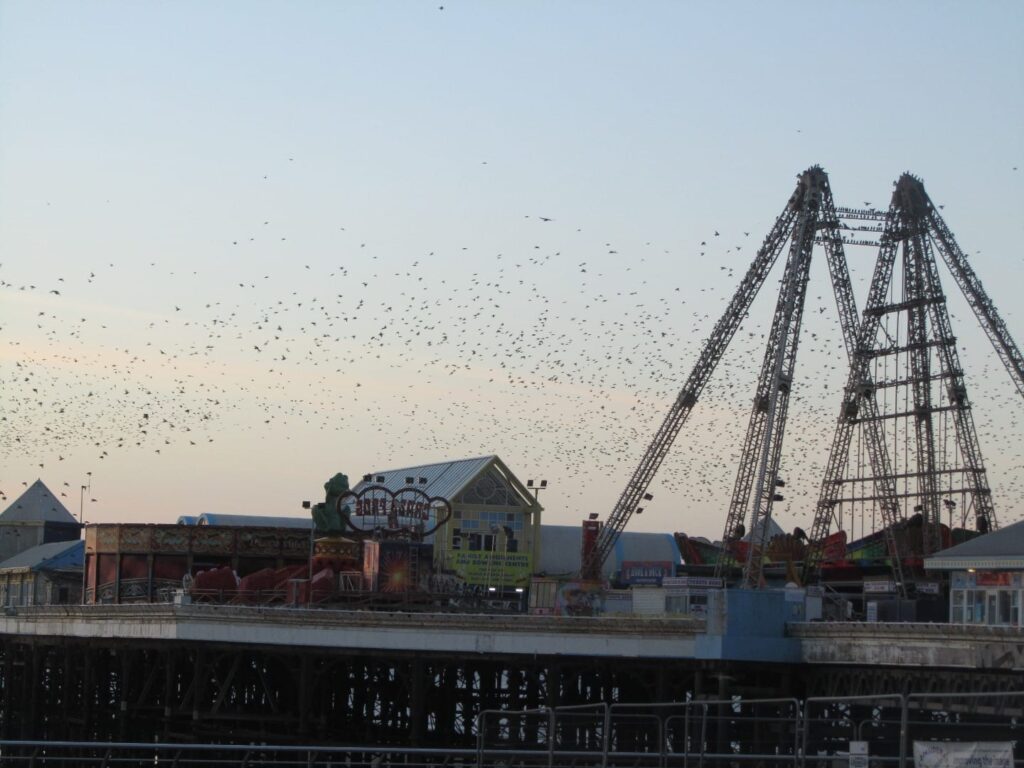 Starlings on Blackpool Piers