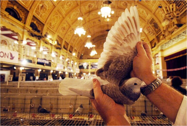 Blackpool Pigeon Show, held at the Winter Gardens each January
