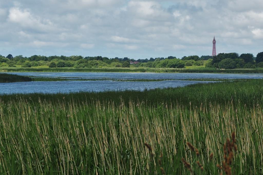 Marton Mere Nature Reserve. Photo: Sue Massey