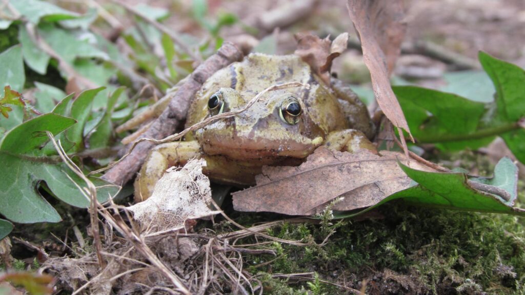 Lots of wildlife to be found at North Blackpool Pond Trail