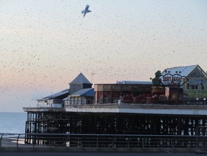 Starlings on Blackpool Piers