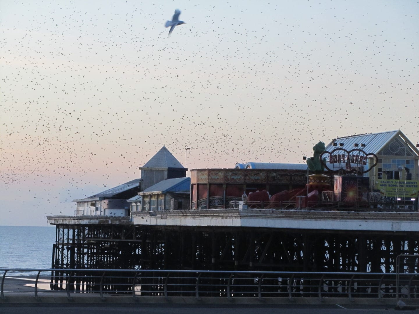 Starlings on Blackpool Piers