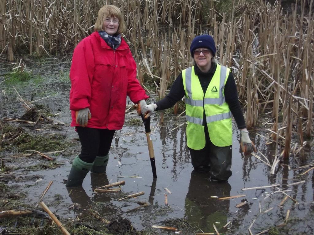 Volunteers clearing typha