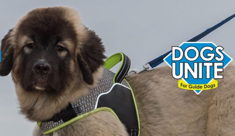 Dogs Unite Sponsored Dog Walk