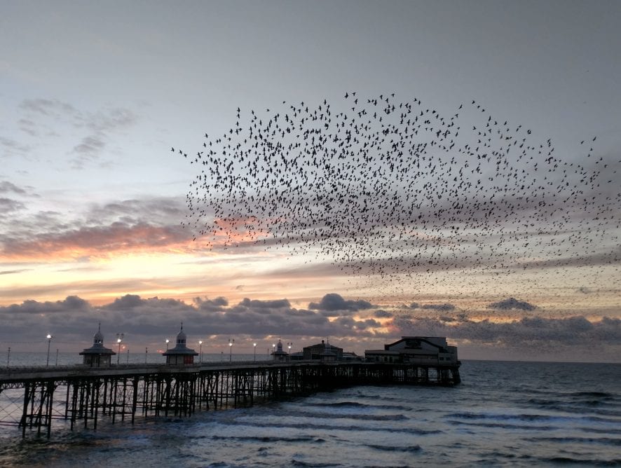 Starlings and North Pier at sunset by Neil Curtis from Wolverhampton