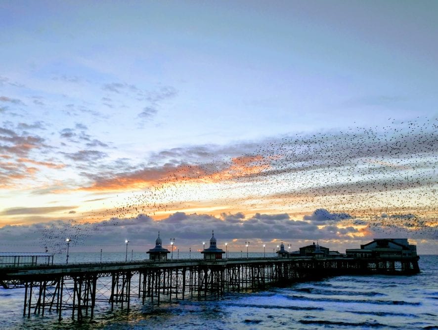 Starlings and North Pier at sunset by Neil Curtis from Wolverhampton