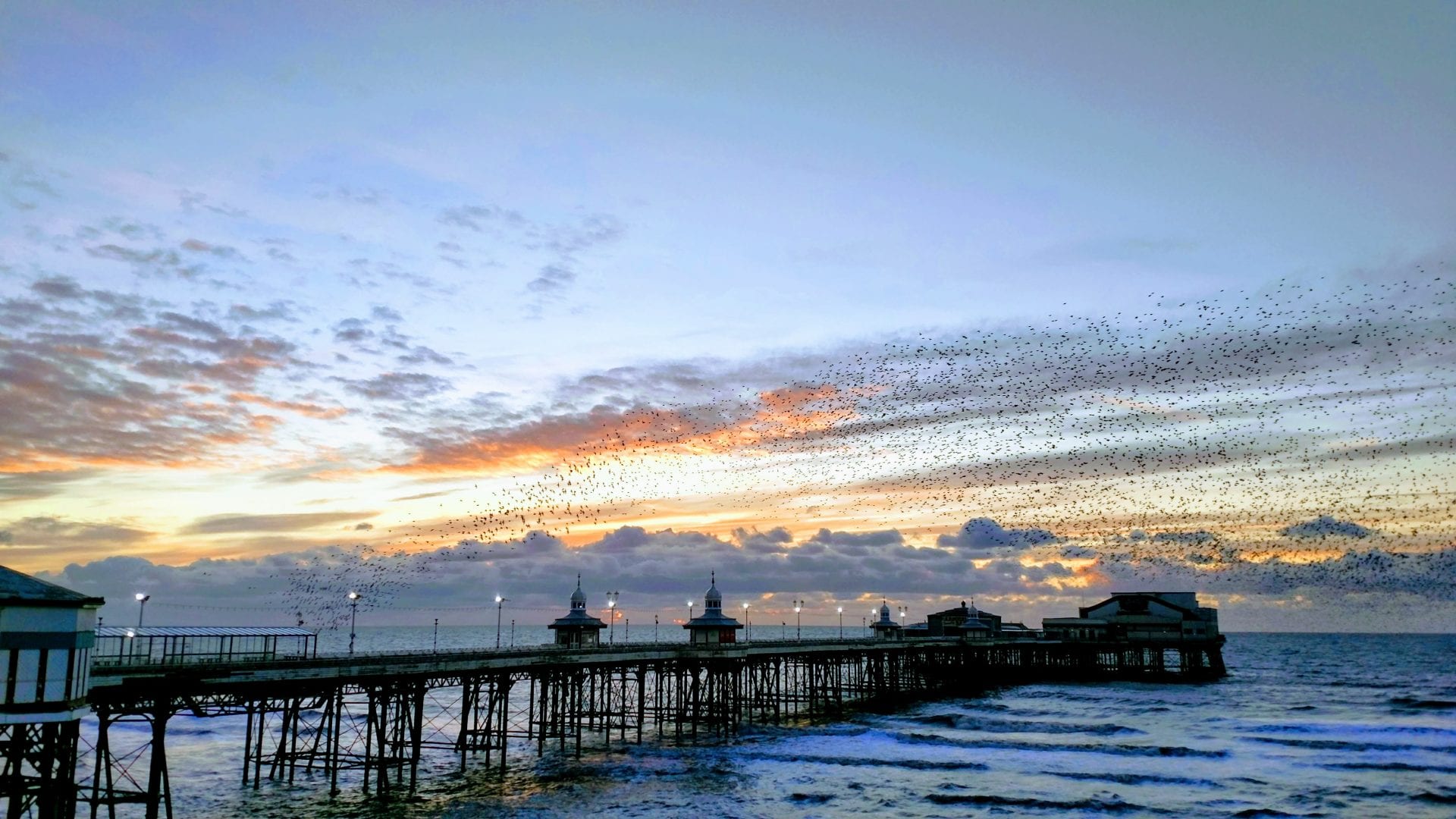 Starlings and North Pier at sunset by Neil Curtis from Wolverhampton