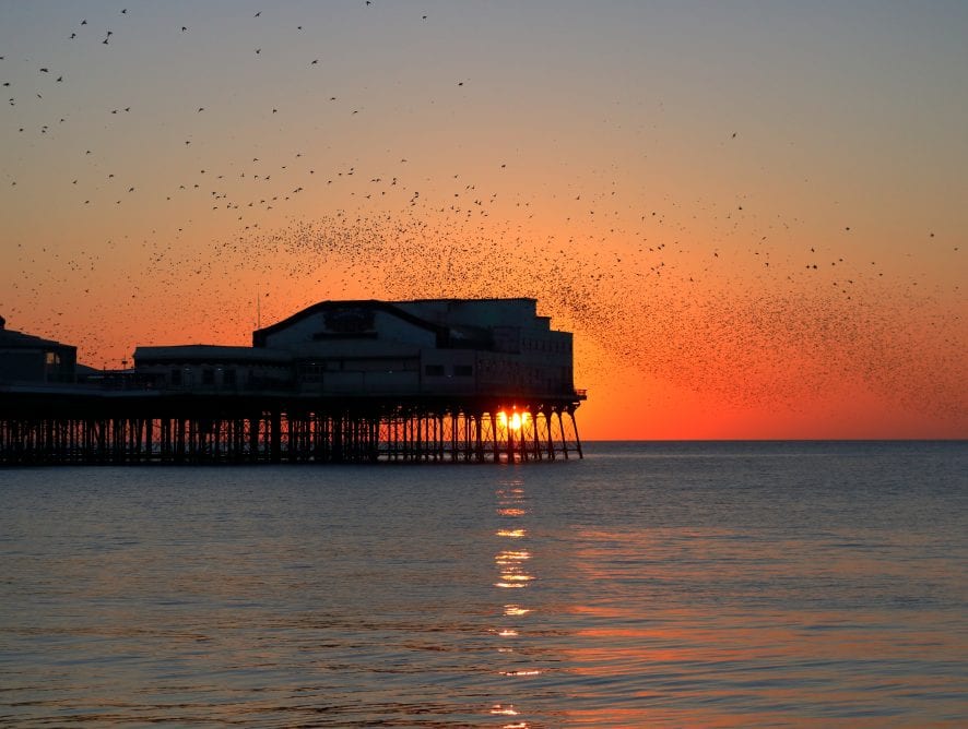 Sunsets and Starling by Donna Eaves