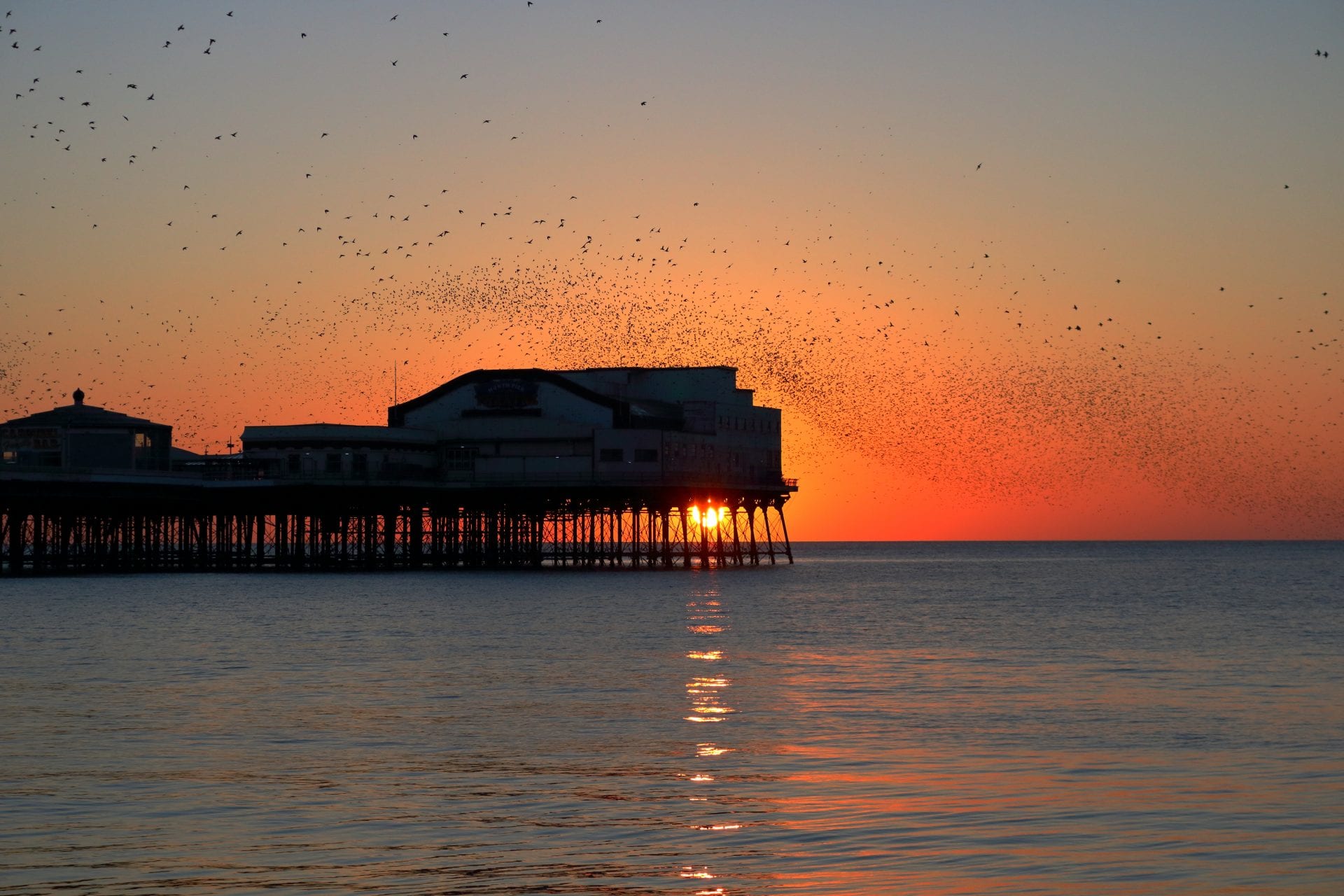 Sunsets and Starling by Donna Eaves