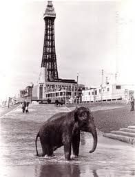 Walking elephants from Blackpool Tower Circus on the beach