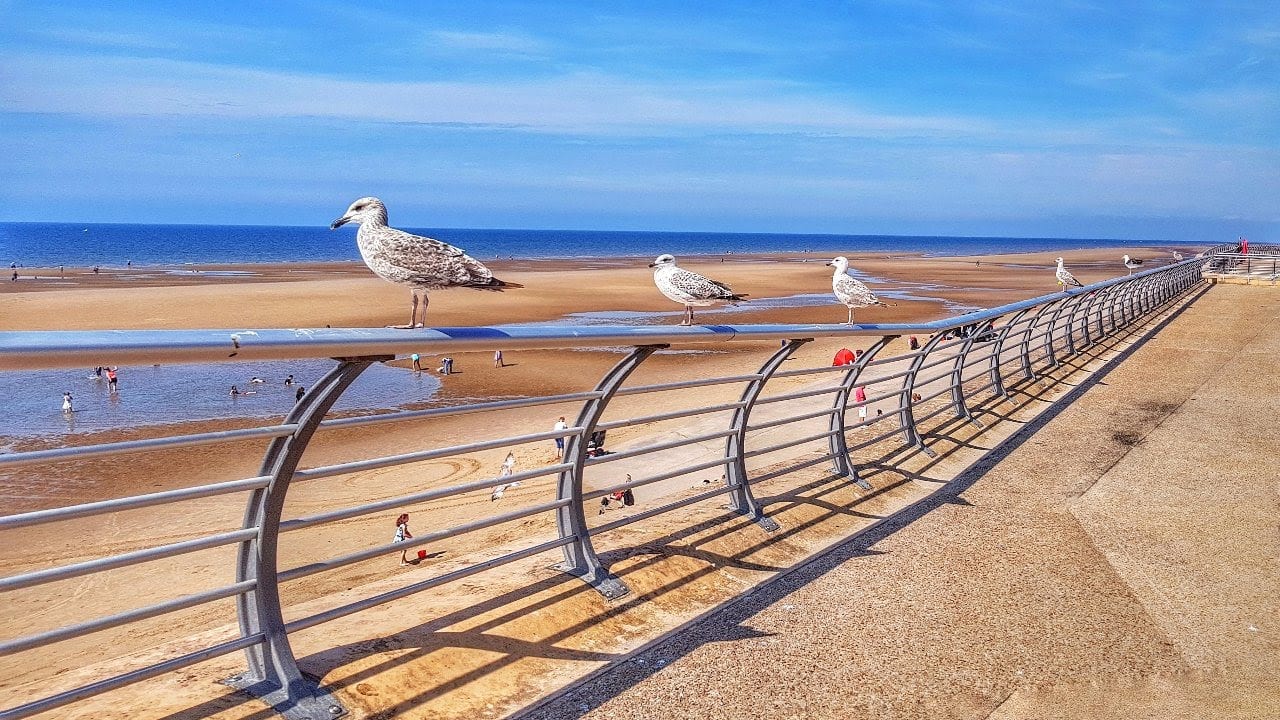 Seagulls on the seashore, by Ged Docherty