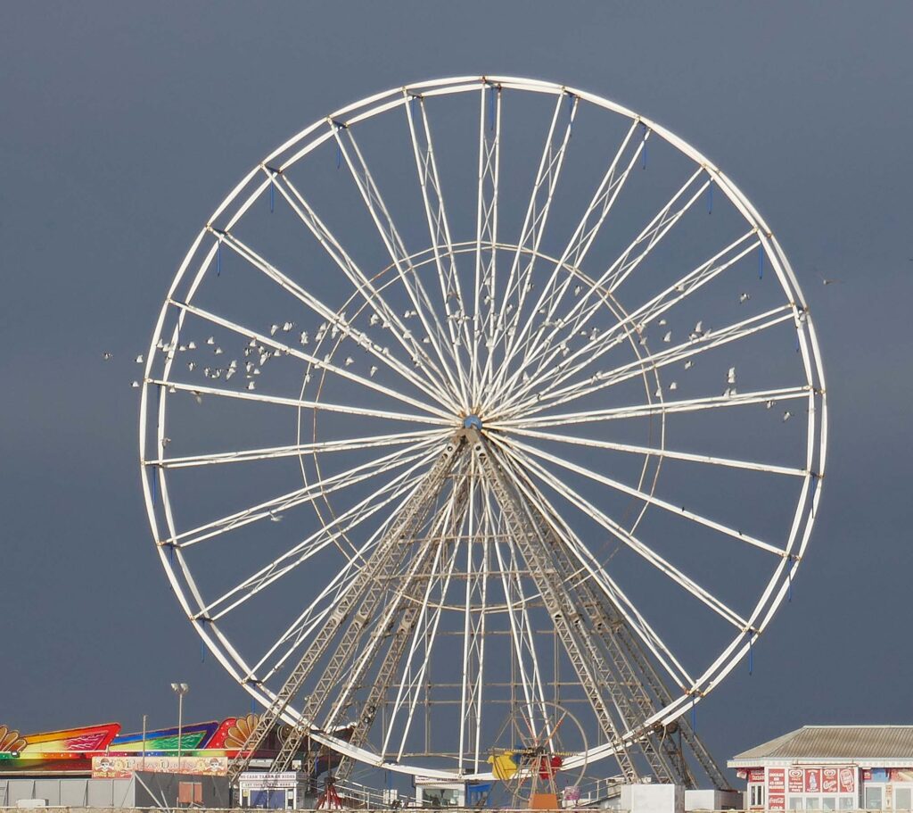 Oystercatchers and the big wheel by Sue Massey