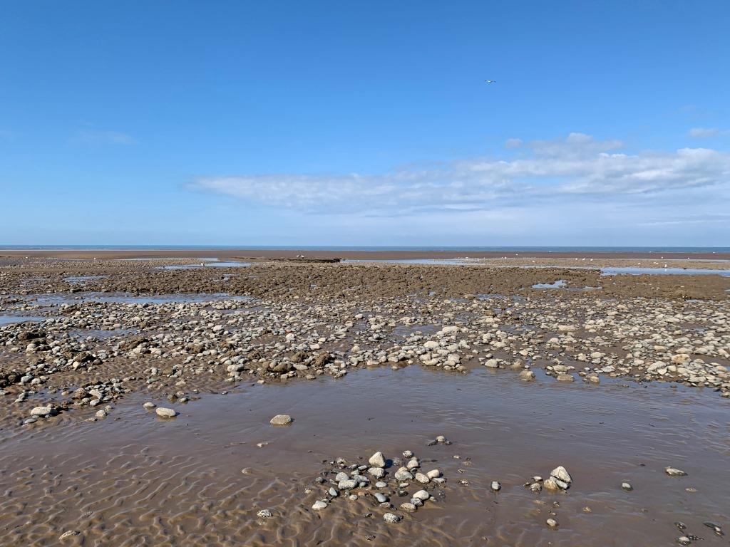 Honeycomb worm reef, seen on the beach from North Shore Cliffs