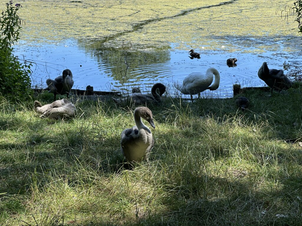 Wildfowl at Stanley Park Lake