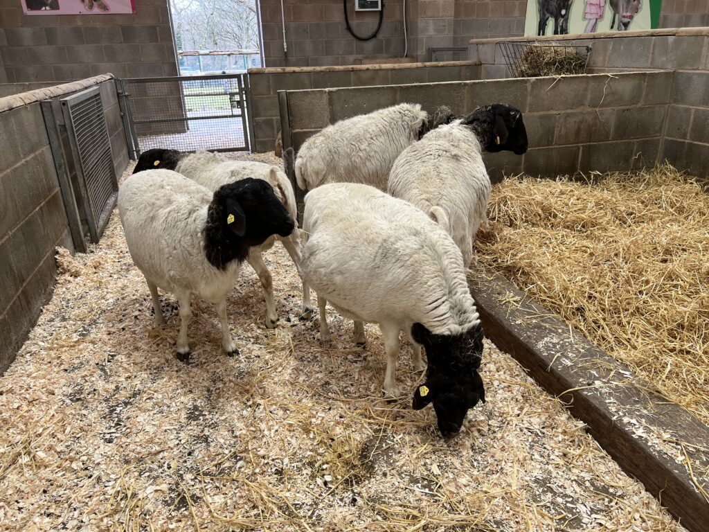 Sheep in the Children's Farm