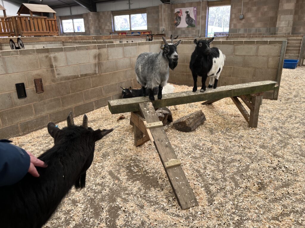 Playful goats looking for attention and a tickle