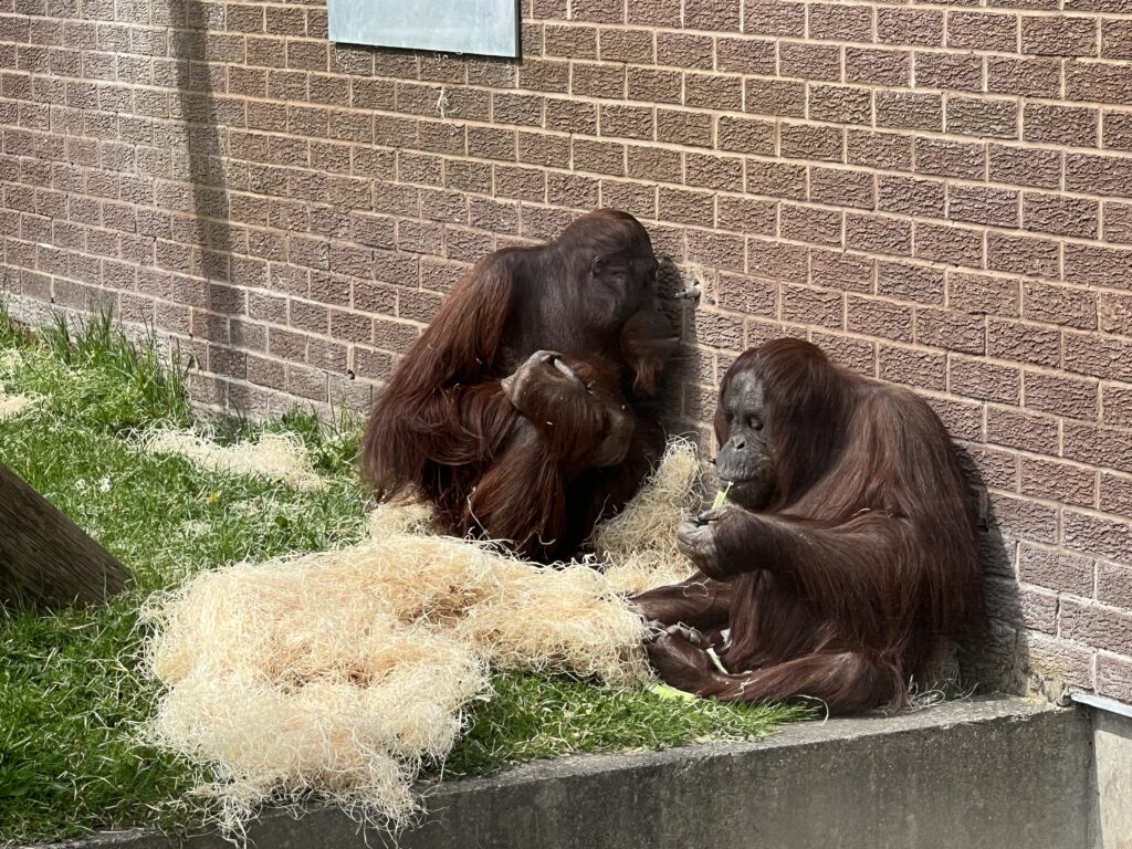Orangutans at Blackpool Zoo