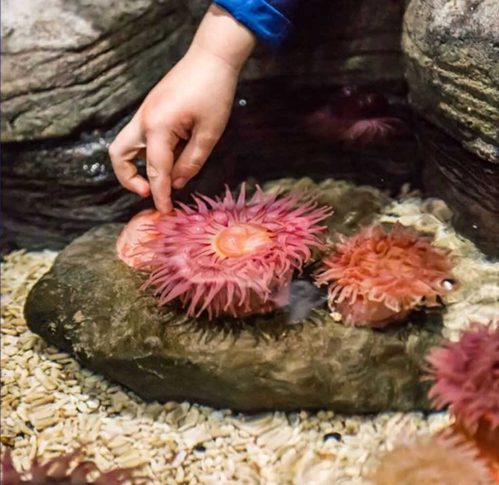 Explore the rock pools