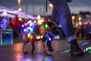 Lumidogs at Lightpool