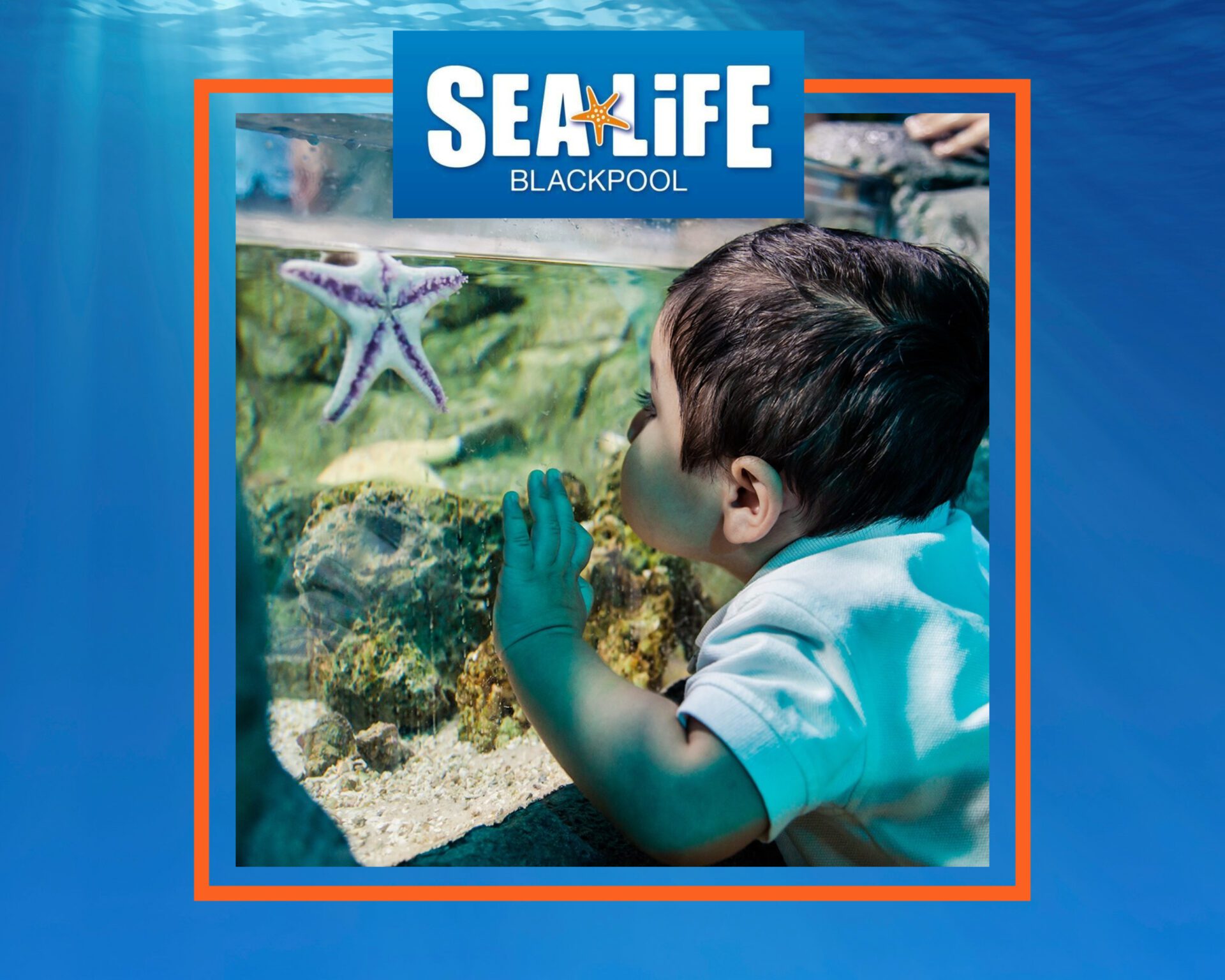 Looking for something to do? BOOK ONLINE - SEA LIFE Blackpool is Open Today! Please note you MUST book online before arrival.